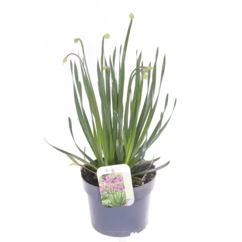 Allium lila Millenium T17 H060
