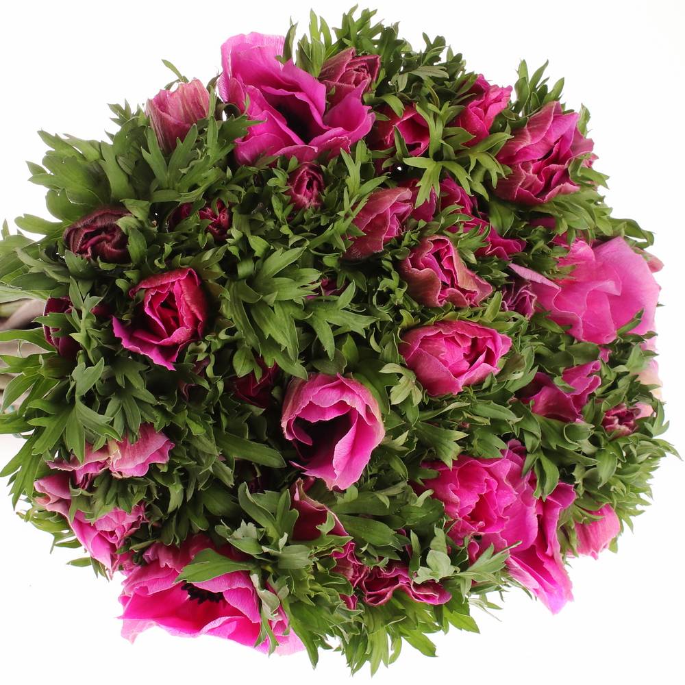 Anemone lila Italien Ex 40cm