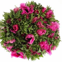 Anemone lila Italien Ex 40cm