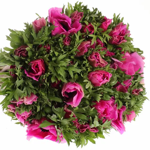 Anemone lila Italien Ex 40cm