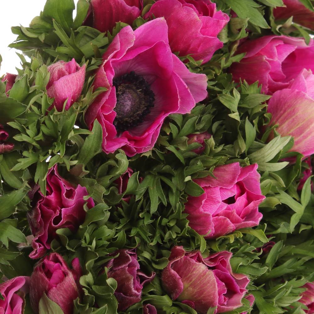 Anemone lila Italien Ex 40cm