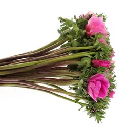 Anemone lila Italien Ex 40cm