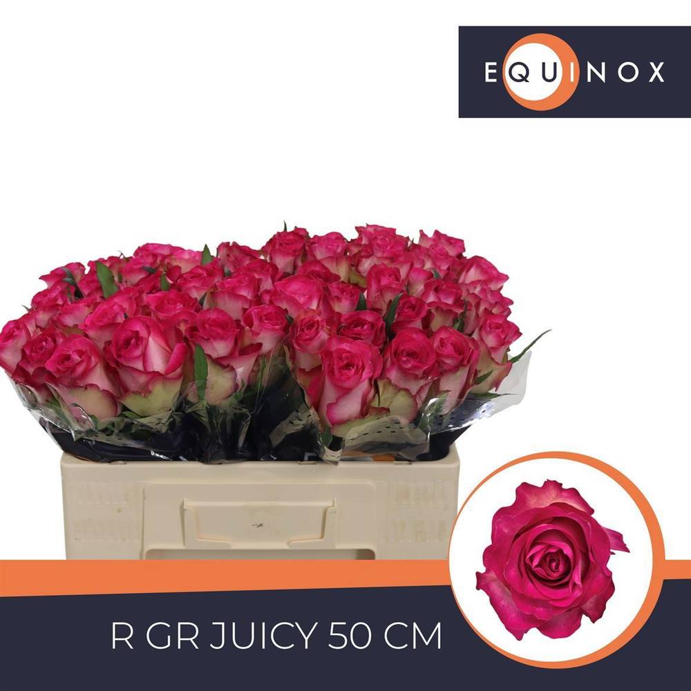 Rose fuchsia/creme Juicy 50cm