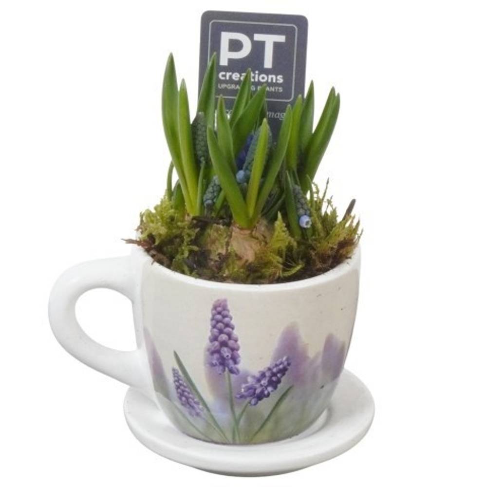 Muscari.Arr PTMB6311 T08 H013