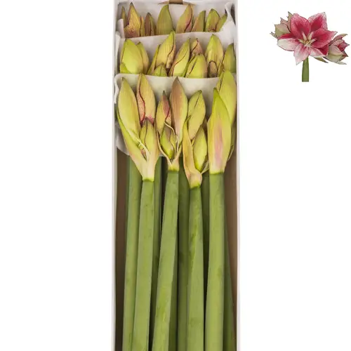 Amaryllis Krt.rot/weiss Lieve x 12