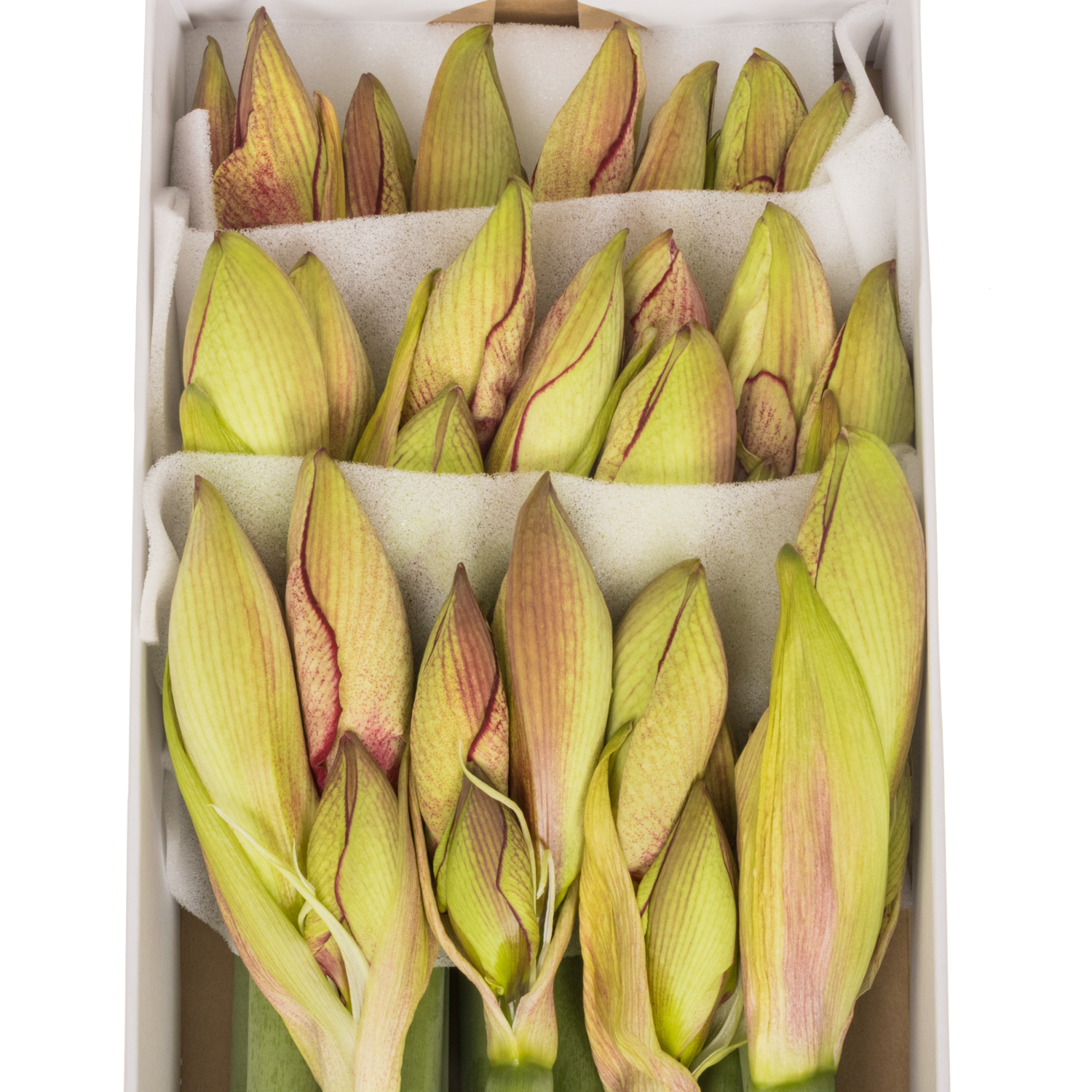 Amaryllis Krt.rot/weiss Lieve x 12