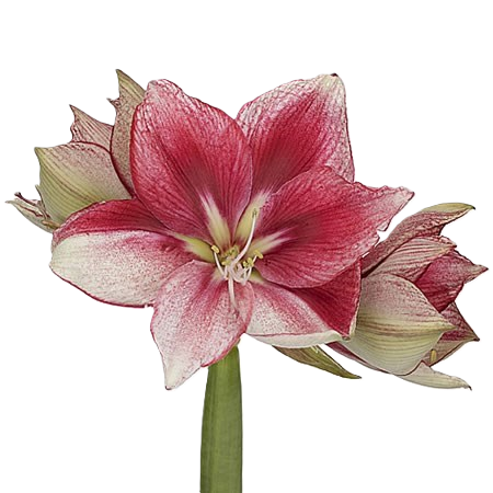 Amaryllis Krt.rot/weiss Lieve x 12
