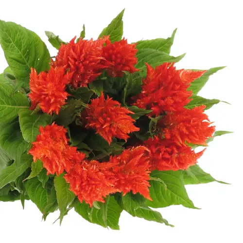 Celosia orange x 5 85cm
