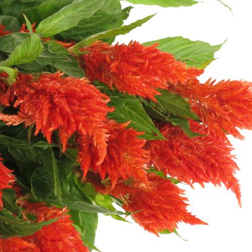 Celosia orange x 5 85cm