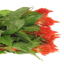 Celosia orange x 5 85cm