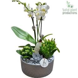 Phal.Arr PE004 Silver Silvester T22 H045