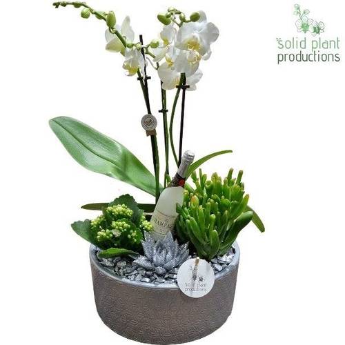 Phal.Arr PE004 Silver Silvester T22 H045