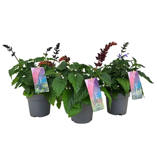Salvia mix rosa/blau T12 H055