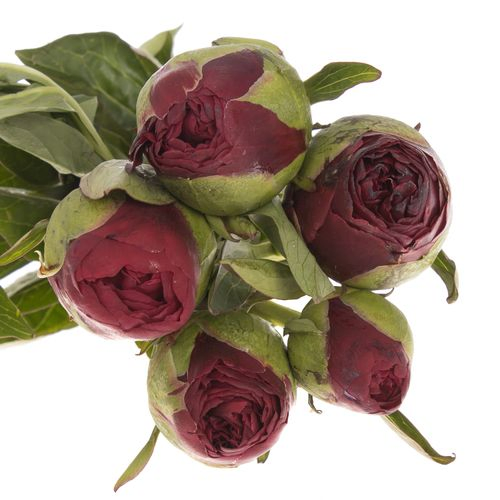 Pfingstrose rot gefüllt Faithfull 40cm