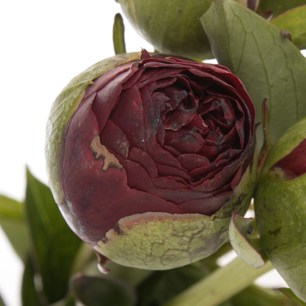 Pfingstrose rot gefüllt Faithfull 40cm