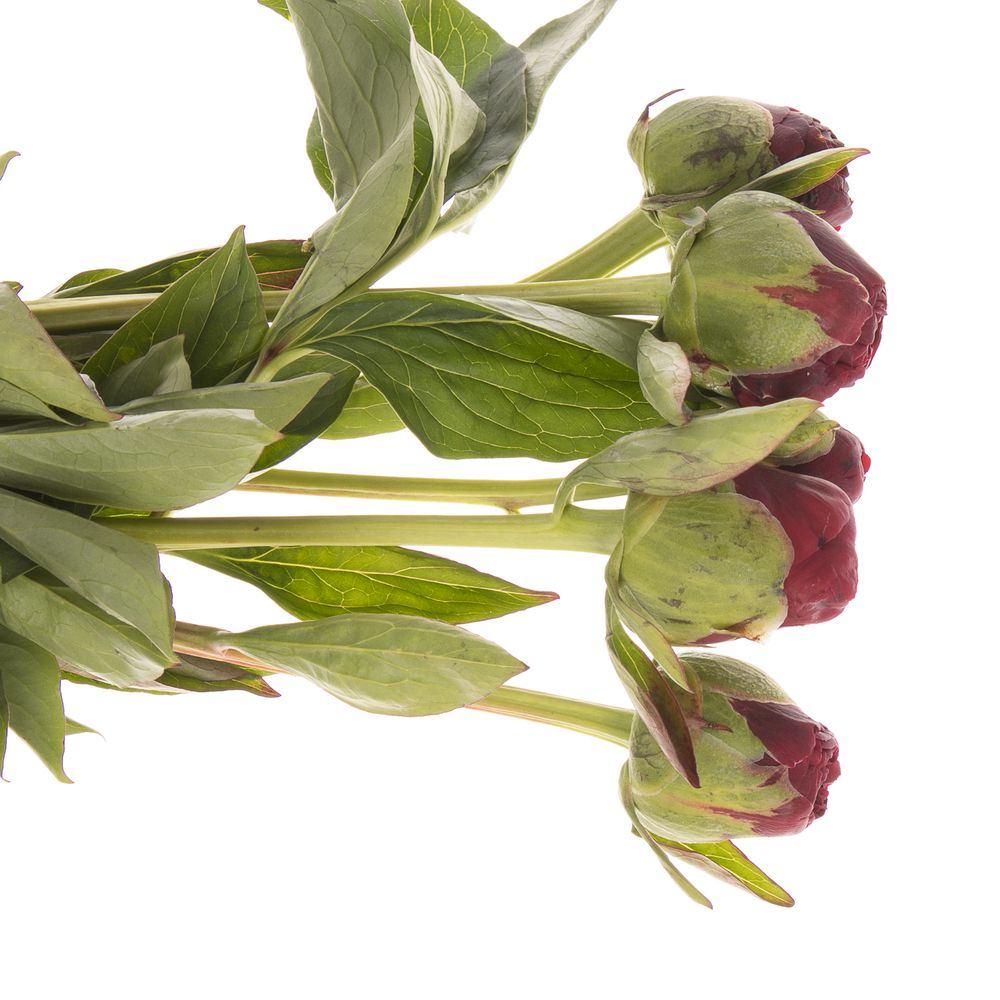 Pfingstrose rot gefüllt Faithfull 40cm