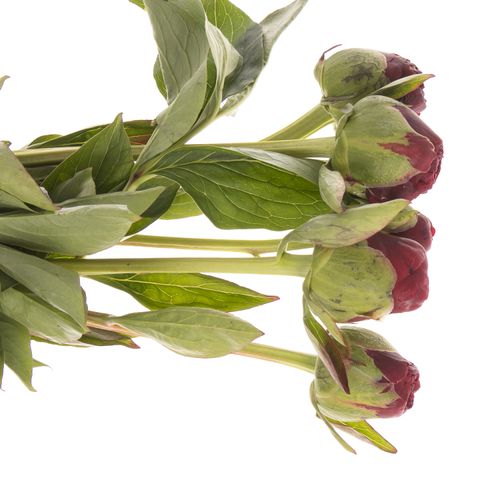 Pfingstrose rot gefüllt Faithfull 40cm