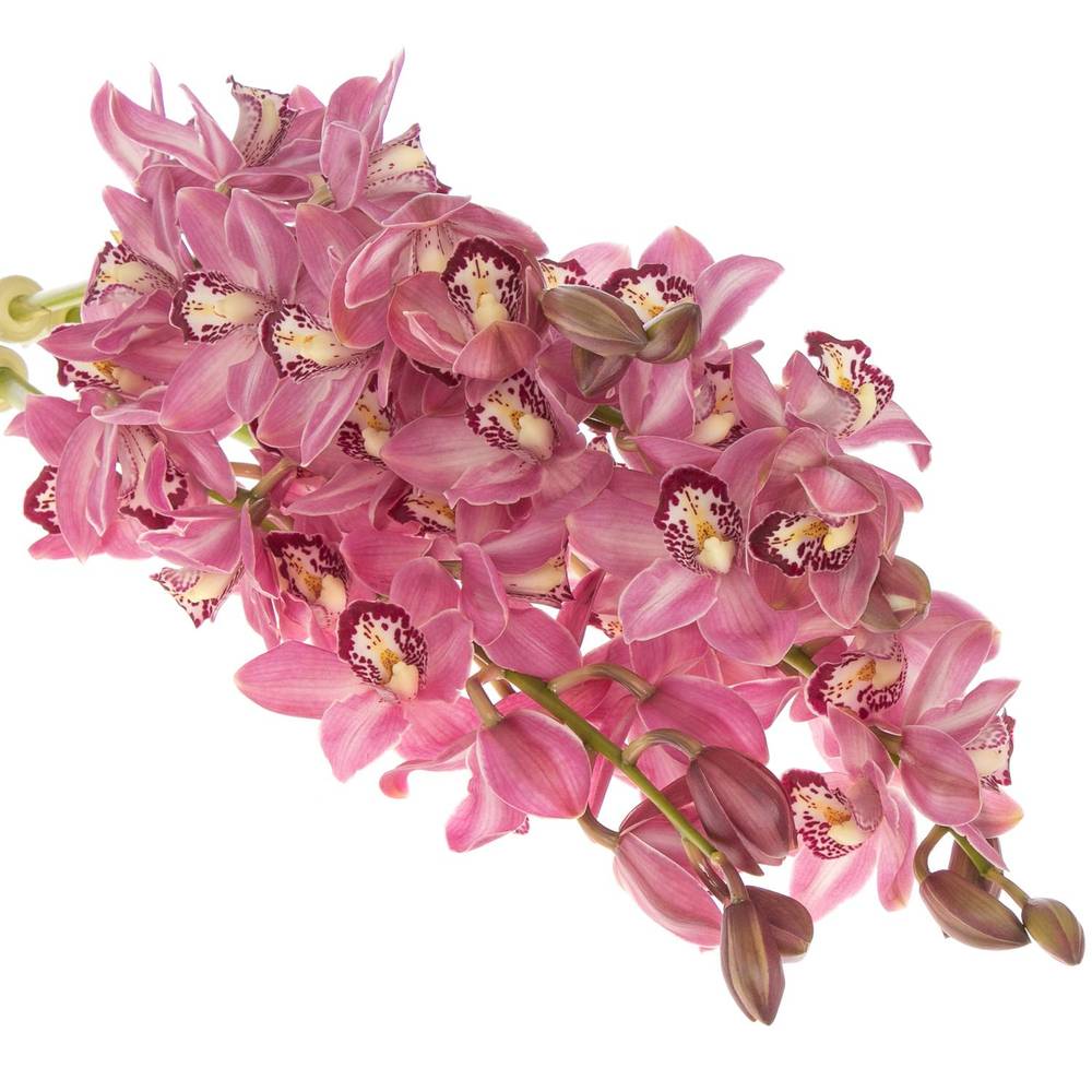 Mini Cymbidium rosa Boudi 70cm 15+Blüte