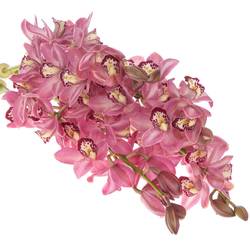 Mini Cymbidium rosa Boudi 70cm 15+Blüte