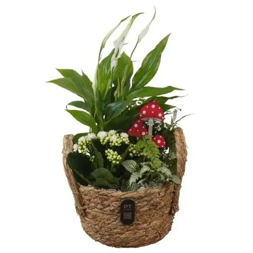 Spath.Arr PTHI3286 Herbst T19 H033