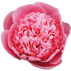 Pfingstrose salmon gefüllt Etched 60cm