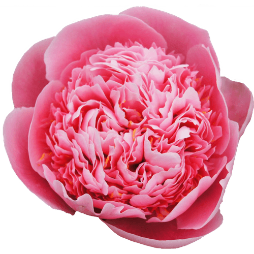 Pfingstrose salmon gefüllt Etched 60cm