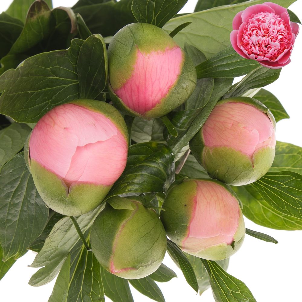 Pfingstrose salmon gefüllt Etched 60cm