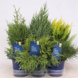 Koniferen mix T15 H40