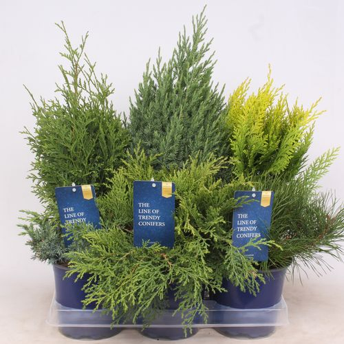 Koniferen mix T15 H40
