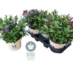 Hebe Queen mix T19 H040
