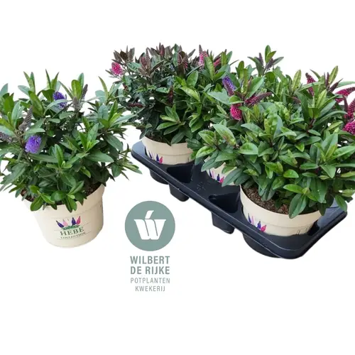 Hebe Queen mix T19 H040