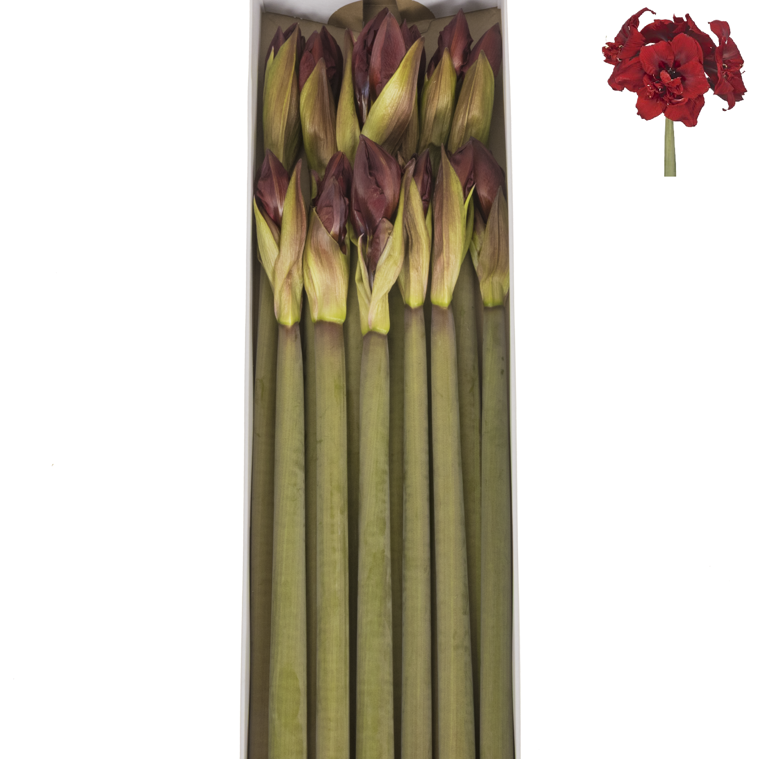 Amaryllis Krt.rot gefüllt Royality X12