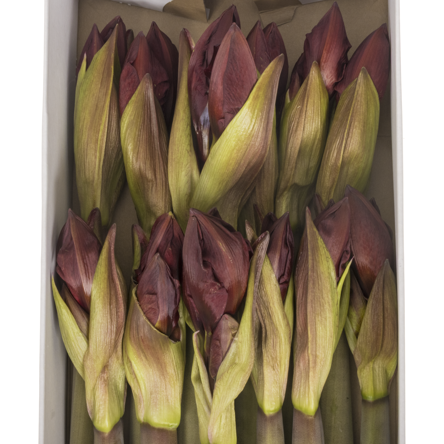 Amaryllis Krt.rot gefüllt Royality X12