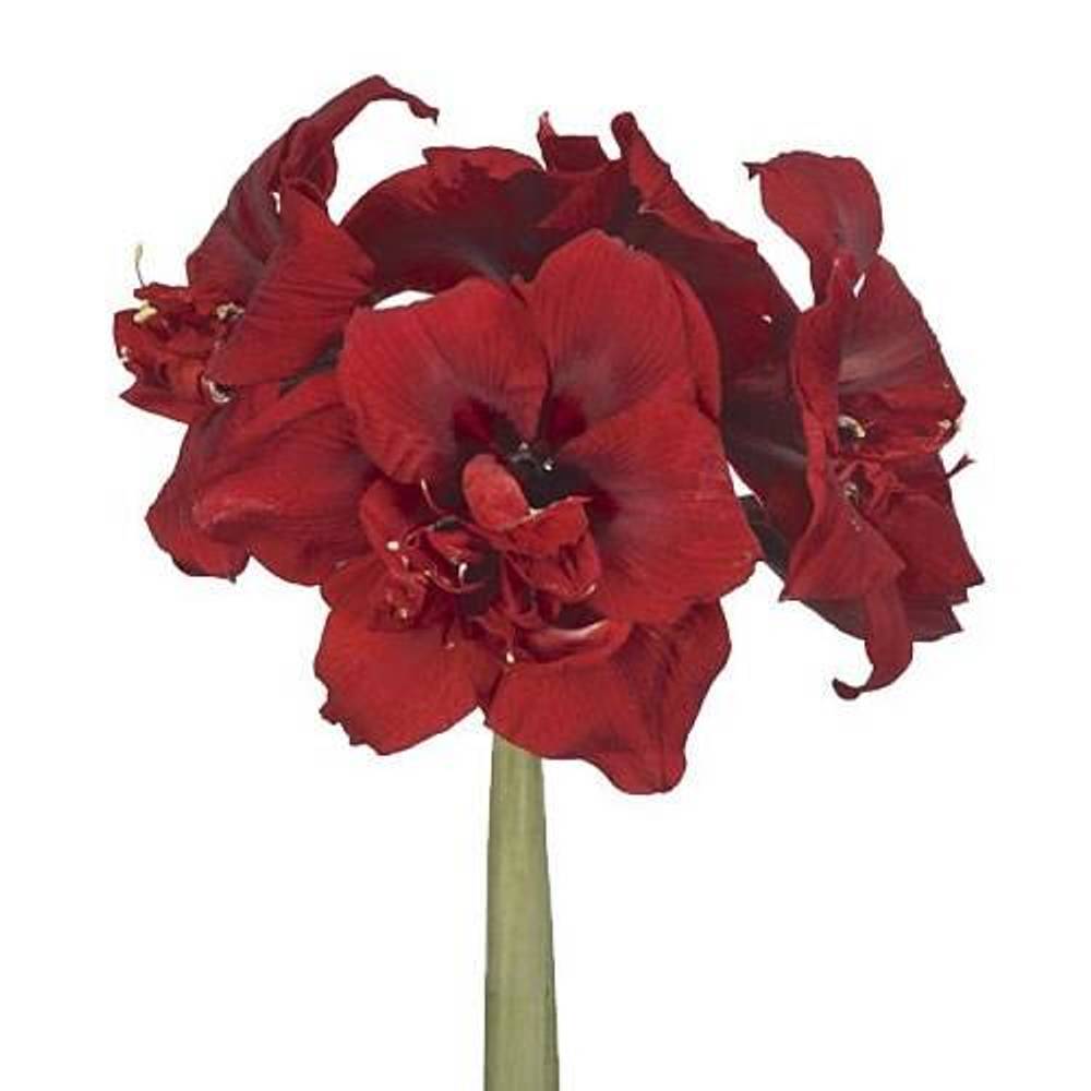 Amaryllis Krt.rot gefüllt Royality X12
