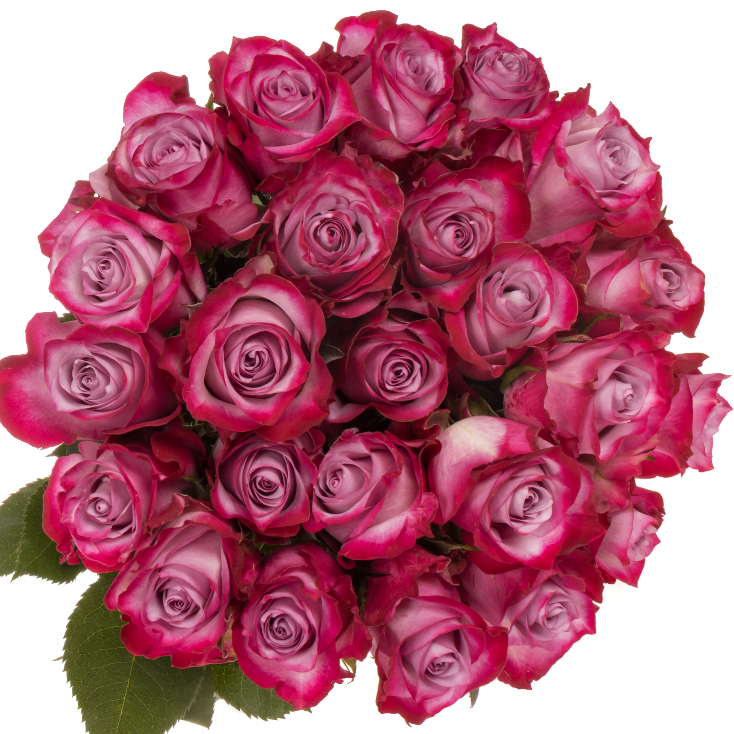 Rose lila/fuchsia Deep Purple (Ec) 50cm