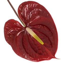 Anthurium braun Showtime Blüte 9cm