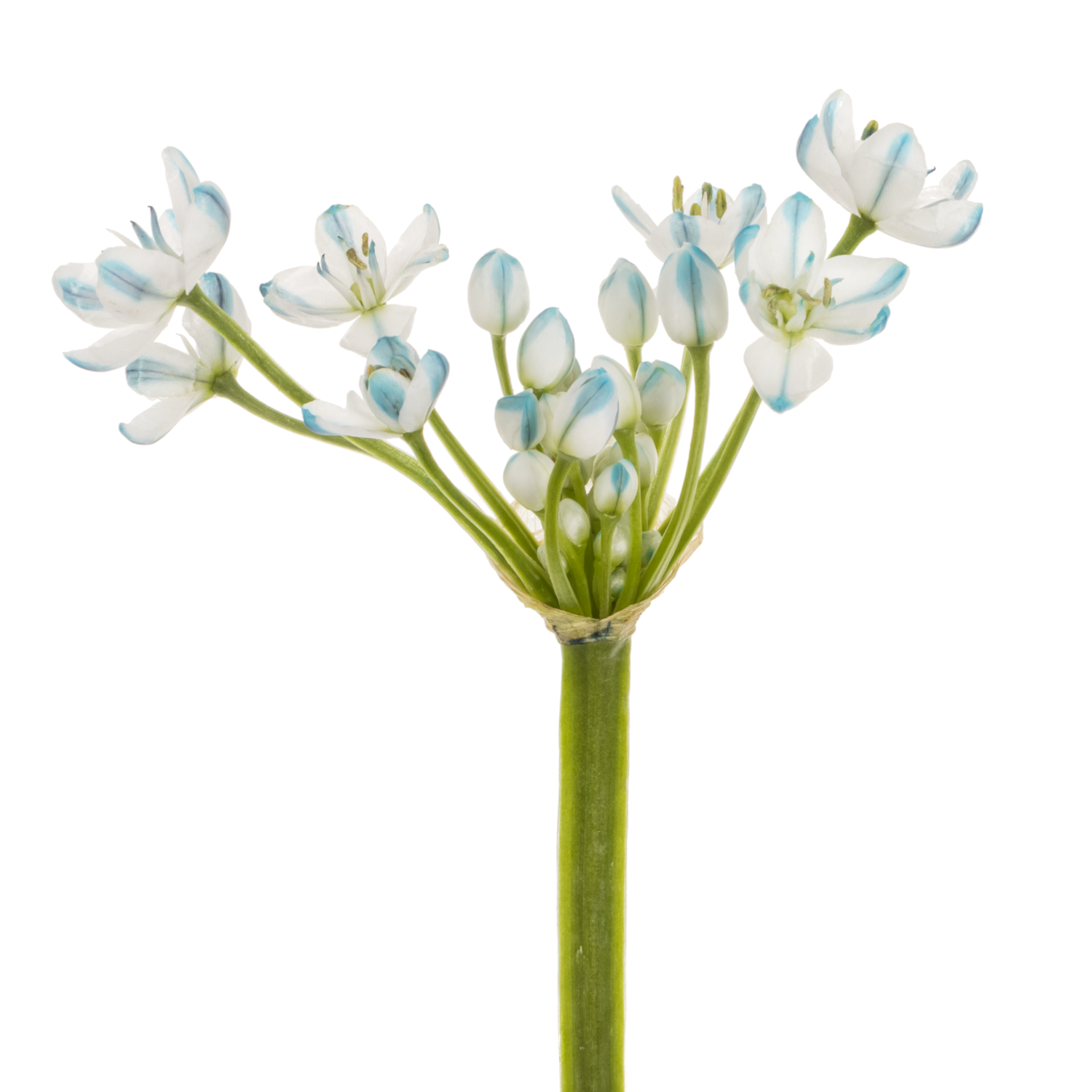 Allium Mini  blau royal gefärbt 55cm