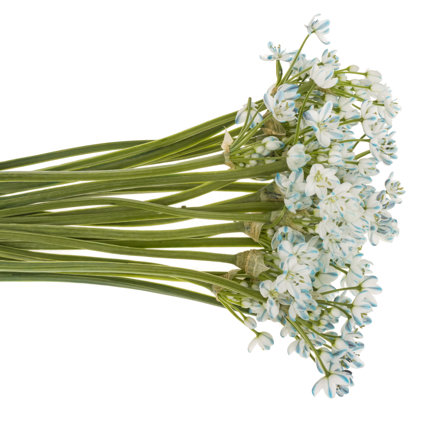 Allium Mini  blau royal gefärbt 55cm