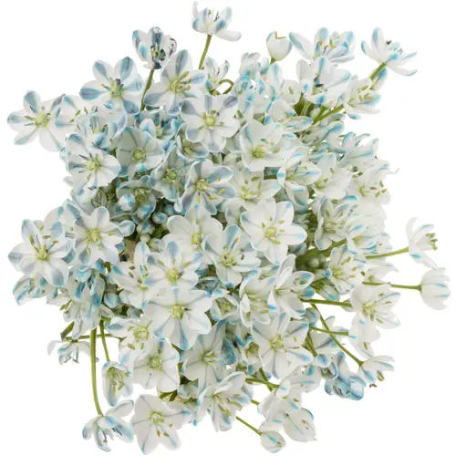 Allium Mini  blau royal gefärbt 55cm