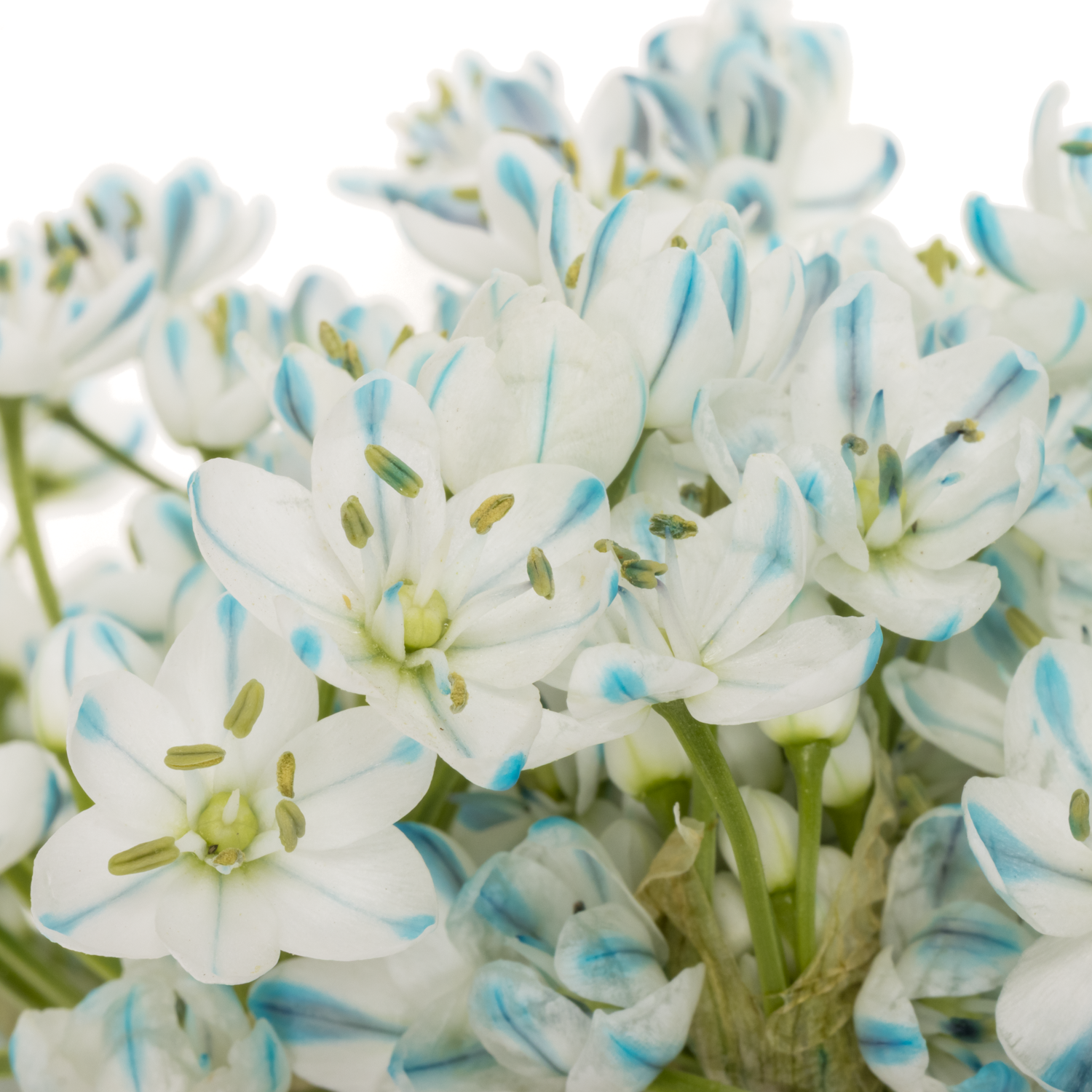 Allium Mini  blau royal gefärbt 55cm