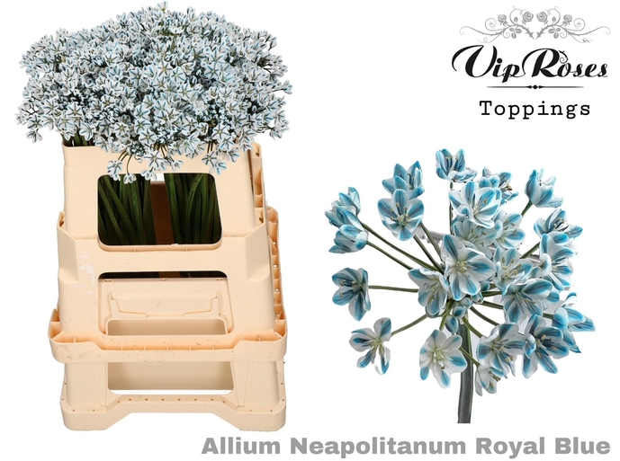 Allium Mini  blau royal gefärbt 55cm