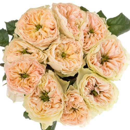 Rose lachs Stanley Abbey gefüllt 70cm