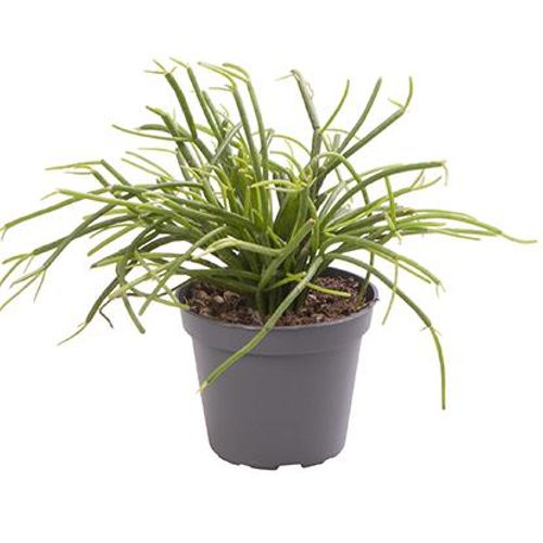 Rhipsalis Cassutha T6 H10