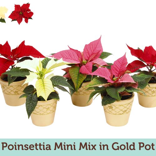 Poins.mix mini Gold Topf T06 H15
