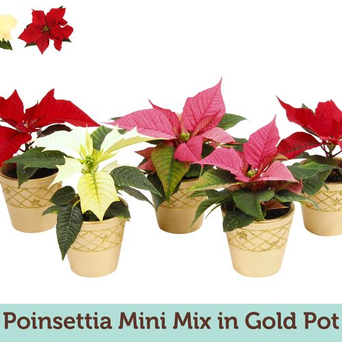 Poins.mix mini Gold Topf T06 H15