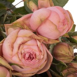 Rose Freiland rosa Happy Piano 5+Blüte 60cm