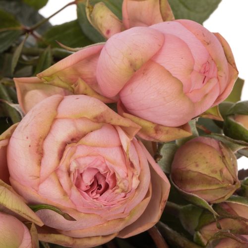 Rose Freiland rosa Happy Piano 5+Blüte 60cm