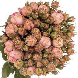 Rose Freiland rosa Happy Piano 5+Blüte 60cm