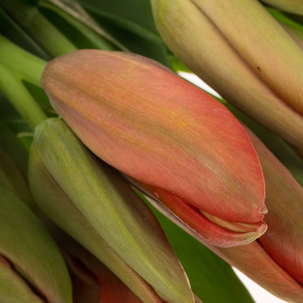 Franz.rot Proud 60 Gramm 50cm