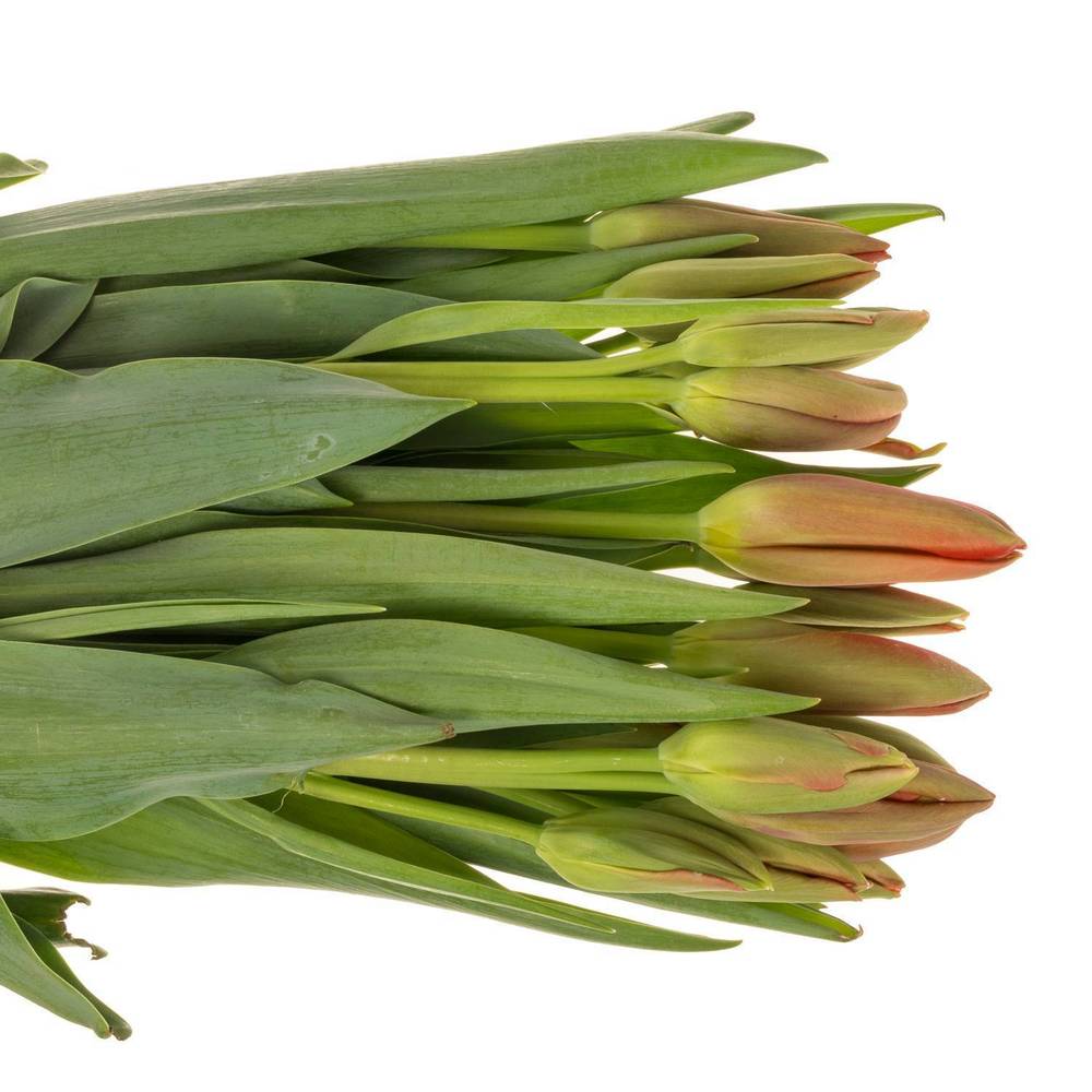 Franz.rot Proud 60 Gramm 50cm